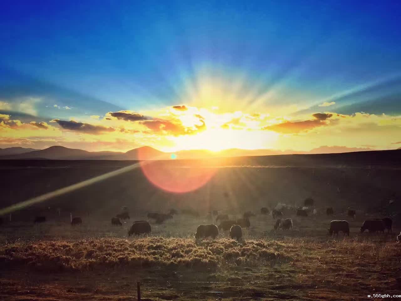 1477550978863453APCS.jpg 叶扬1秋夕.jpg