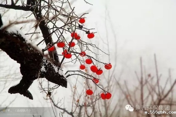 1639538887373363XtIX.jpg 640.webp (1)_副本.jpg