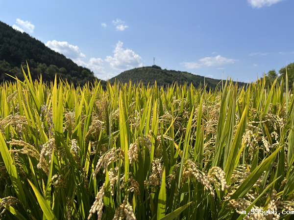 16653641597551769PgN.png 600.png